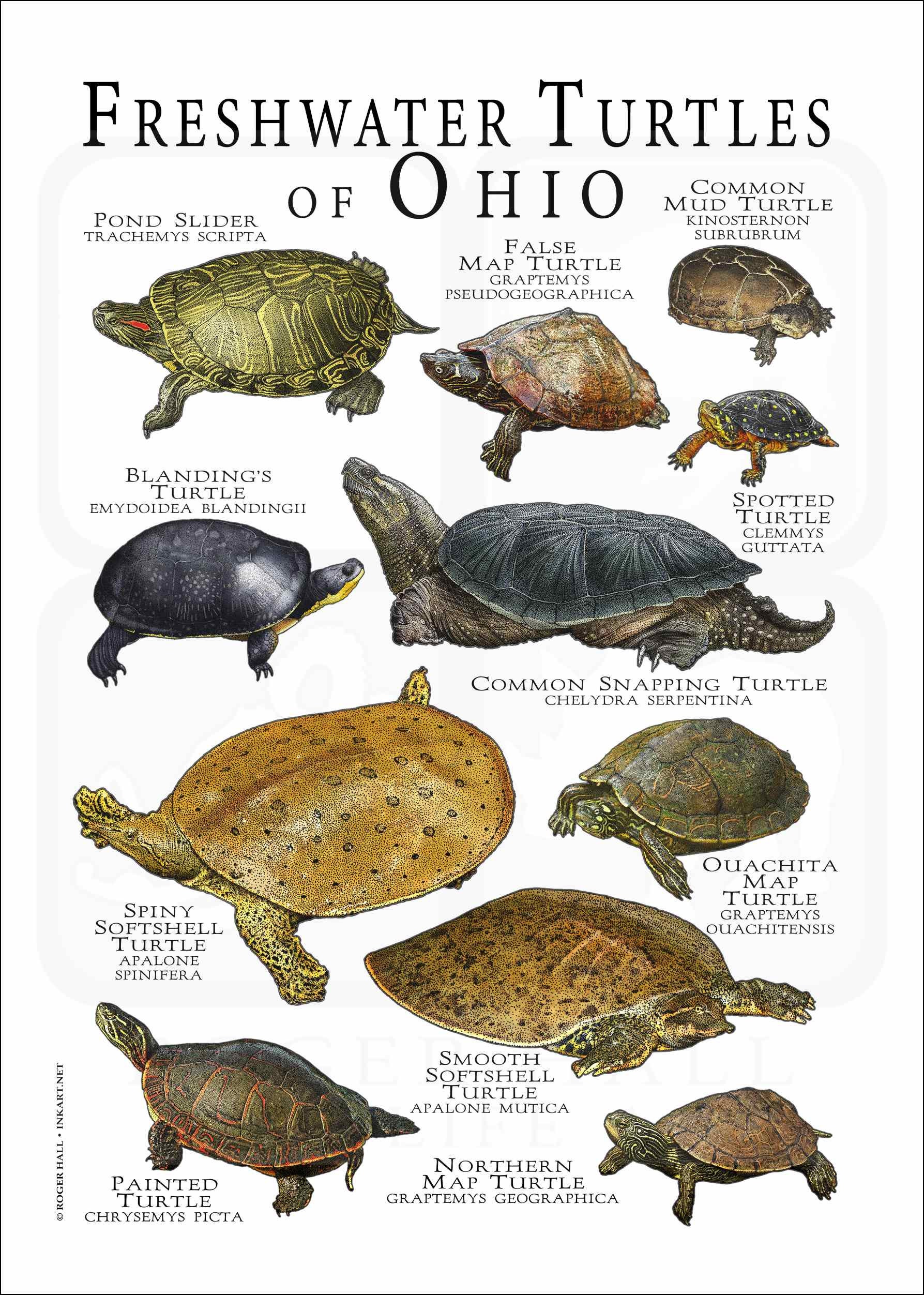 Freshwater Turtles of Ohio Poster Print Field Guide - Etsy Canada