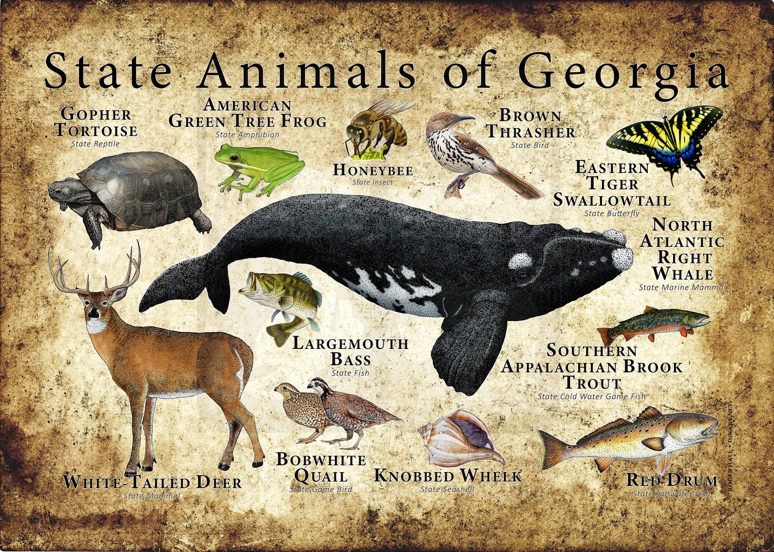 State Animals Poster Print Etsy