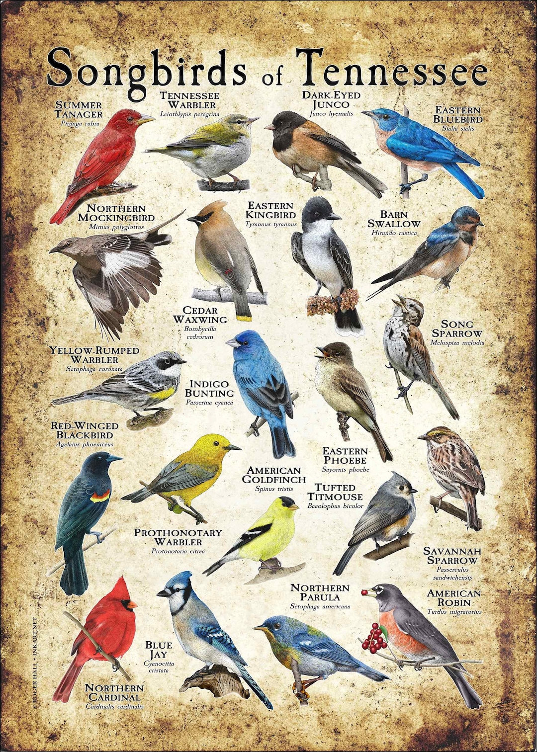 Songbirds of Tennessee Poster Print - Field Guide - Etsy