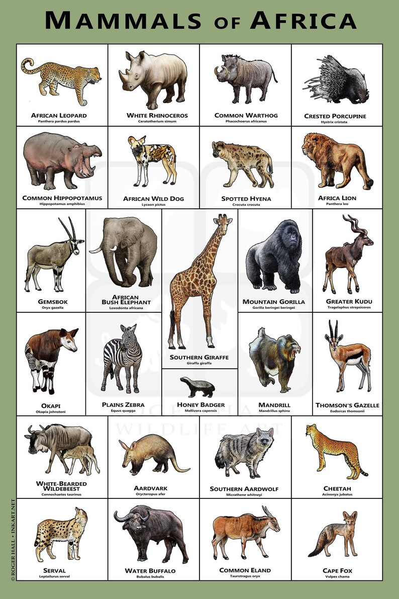 Mammals of the African Art Print Field Guide