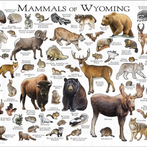 Mammals of Wyoming Poster Print / Wyoming Mammals Field Guide / Animals of Wyoming White (Modern)