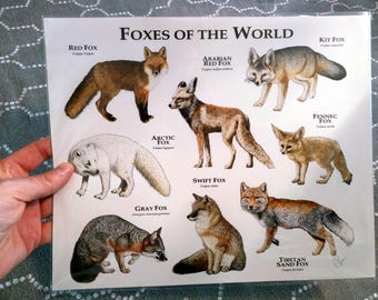 Foxes of the World ポスタープリント - アーティストのサイン入り
