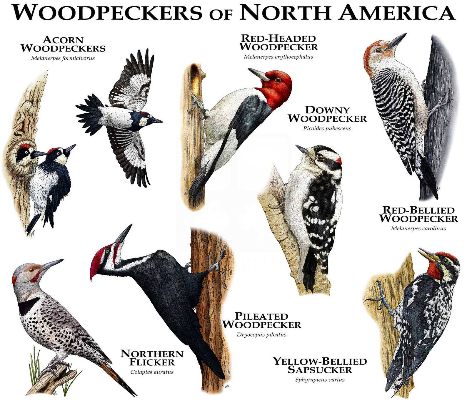 Птицы Северной Америки самые известные