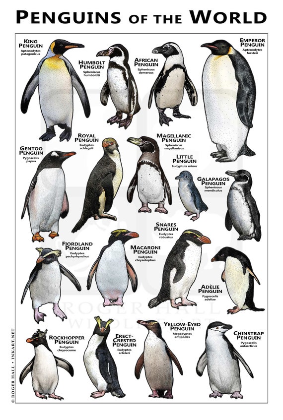 Penguins of the World Print - SIGNED BY ARTIST! - Etsy
