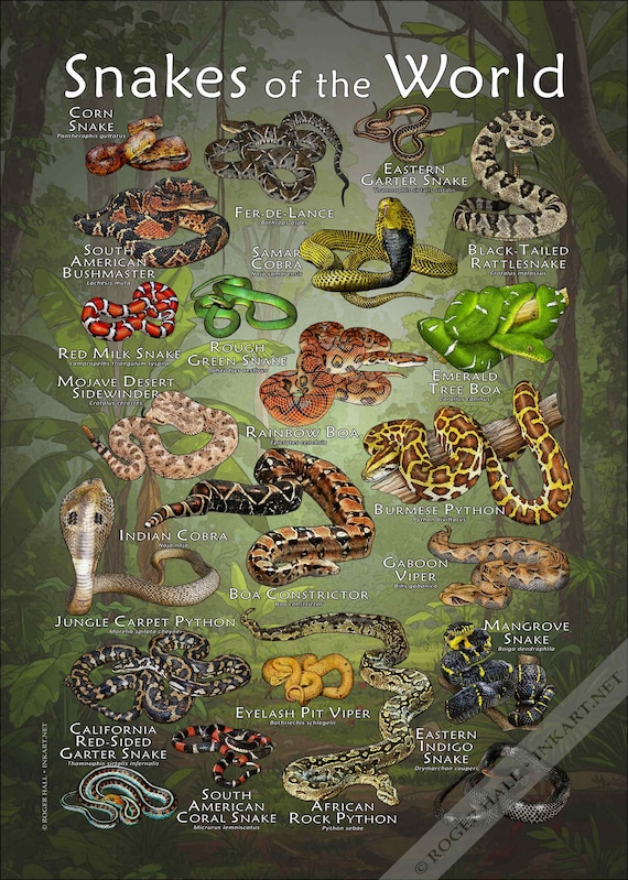 Snakes of the World Poster - SIGNED BY ARTIST! - Etsy