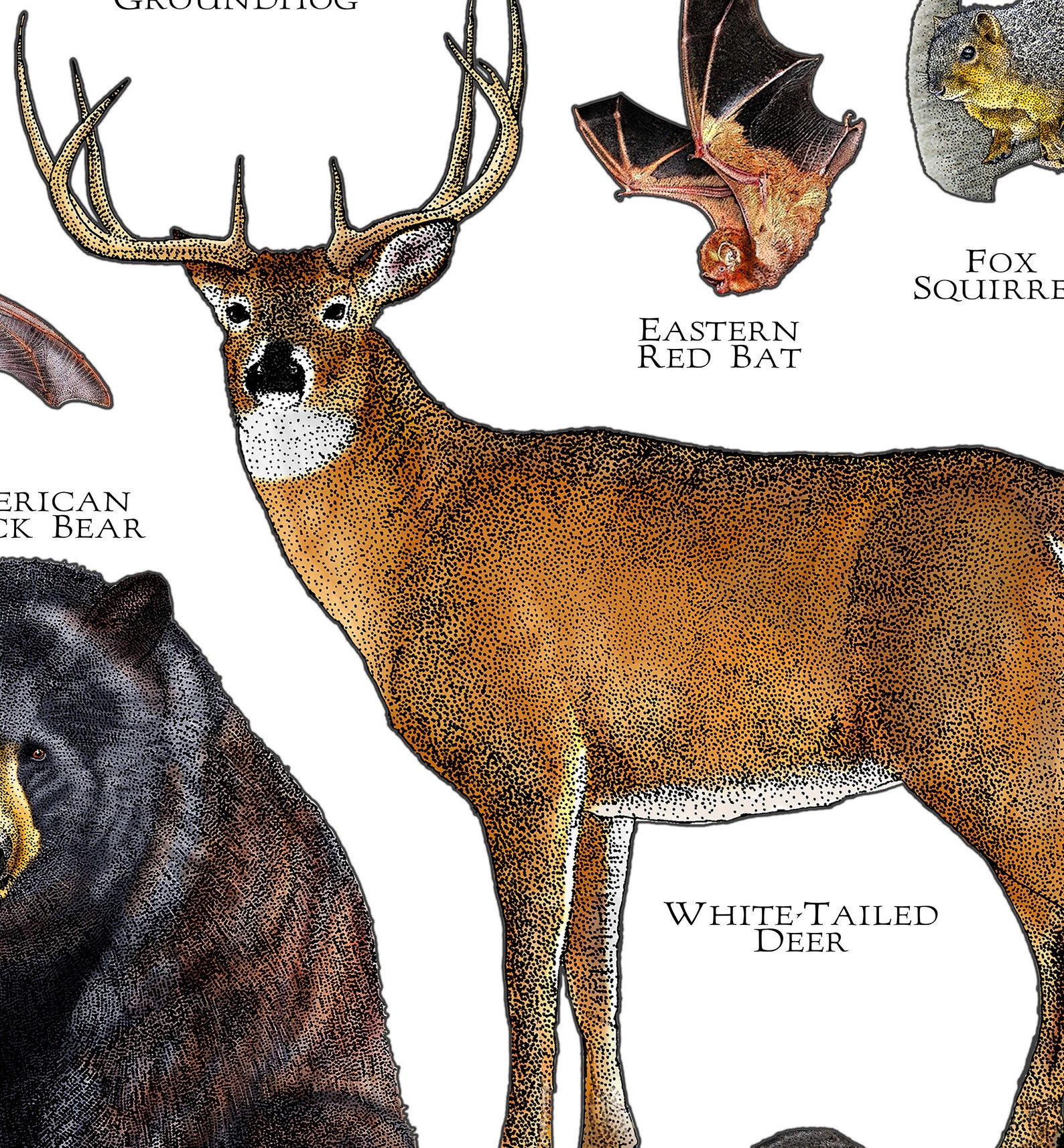 Mammals of Kentucky Poster Print / Kentucky Mammals Field Etsy