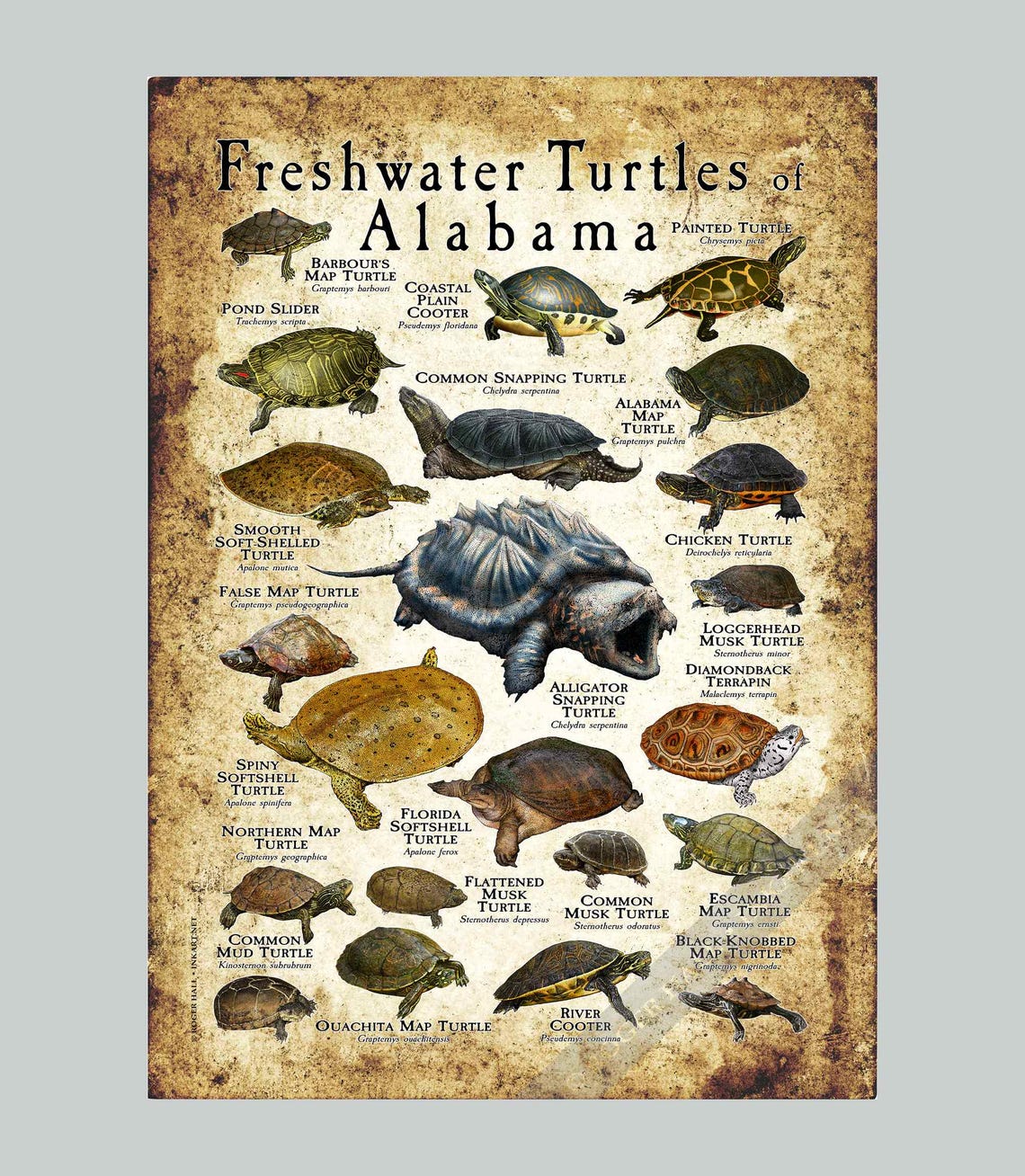 Freshwater Turtles of Alabama Poster Print/field Guide - SIGNED BY ...