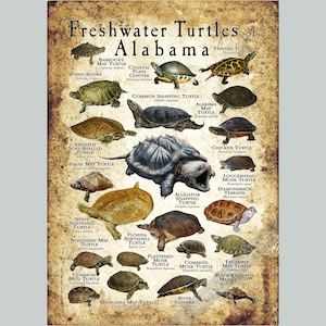 ¡Póster/Guía de campo sobre las tortugas de agua dulce de Alabama - FIRMADO POR EL ARTISTA!