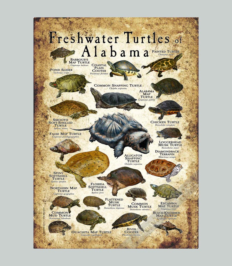 Freshwater Turtles of Alabama Poster Print/field Guide - SIGNED BY ...