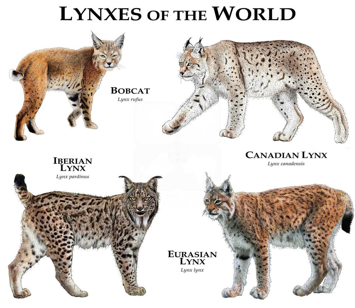 Lynx van de Wereld Poster Print image 0
