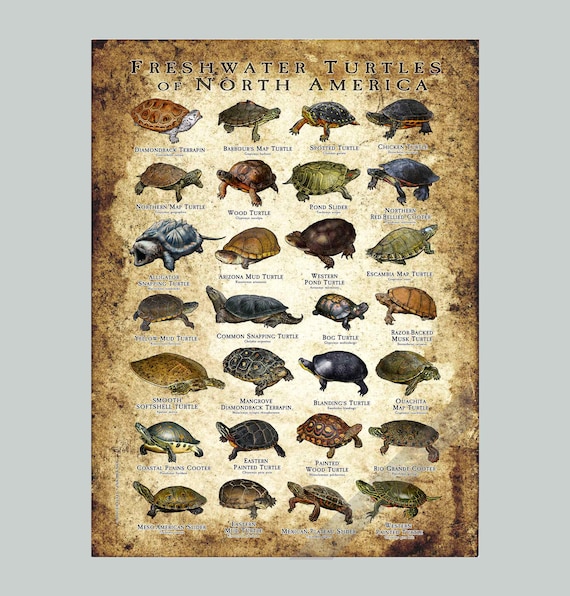 Freshwater Turtles of North America Art Print / Field Guide