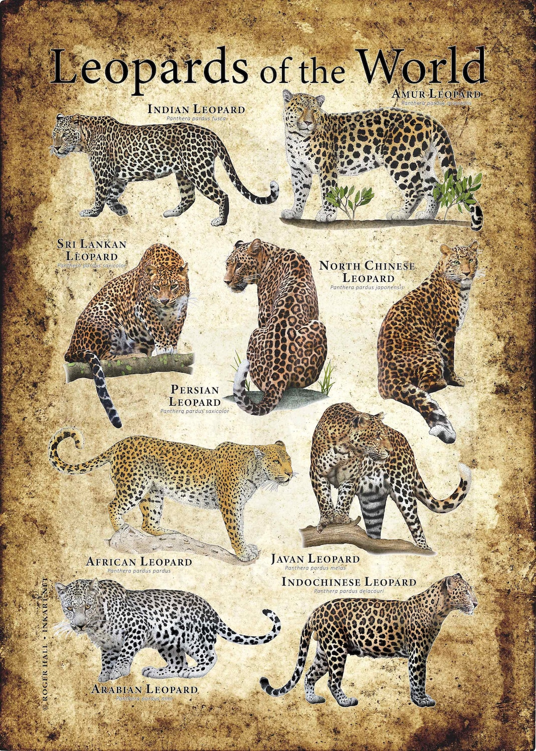 Leopards of the World Poster Print Etsy