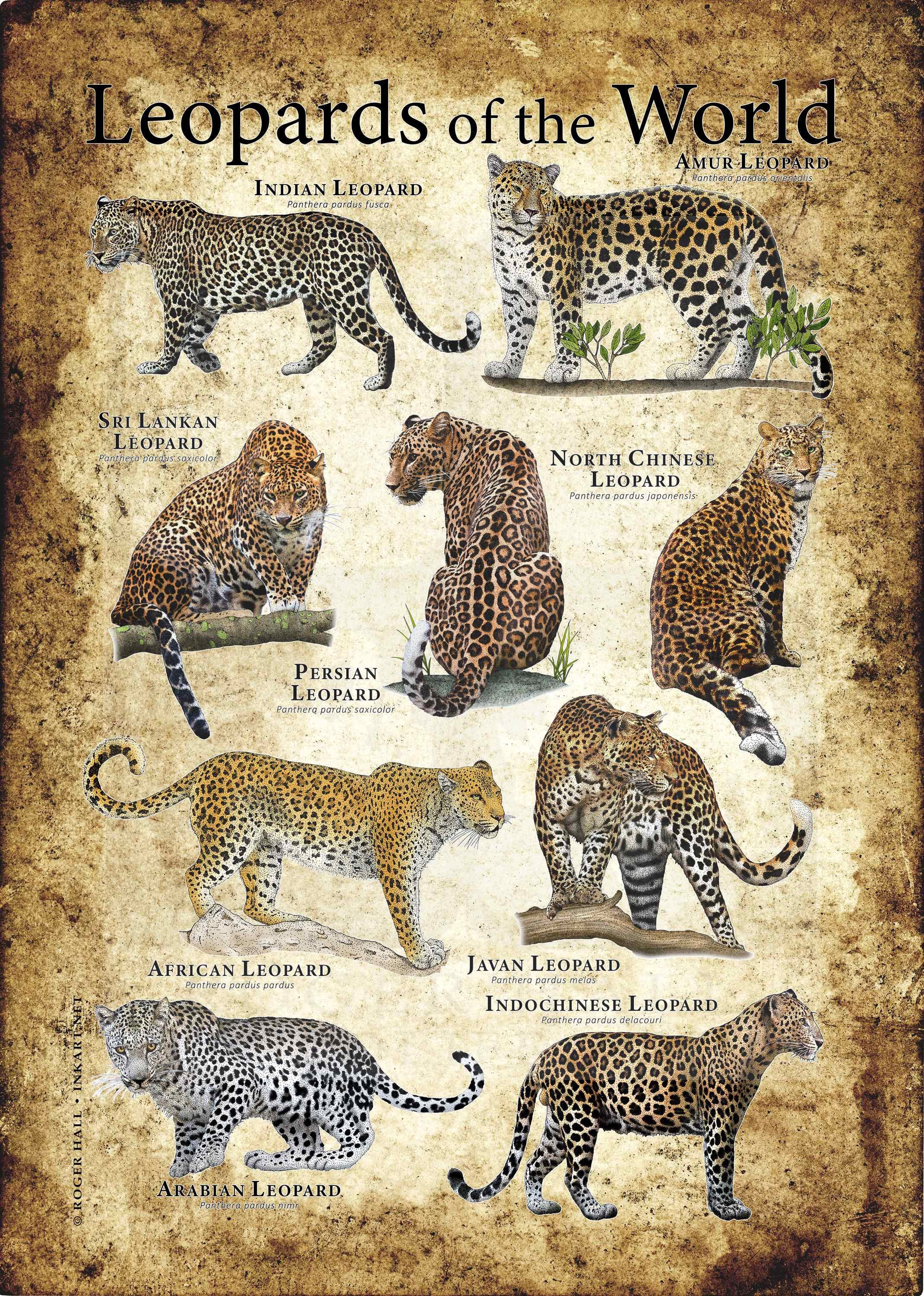 Poster Leopardenmuster 