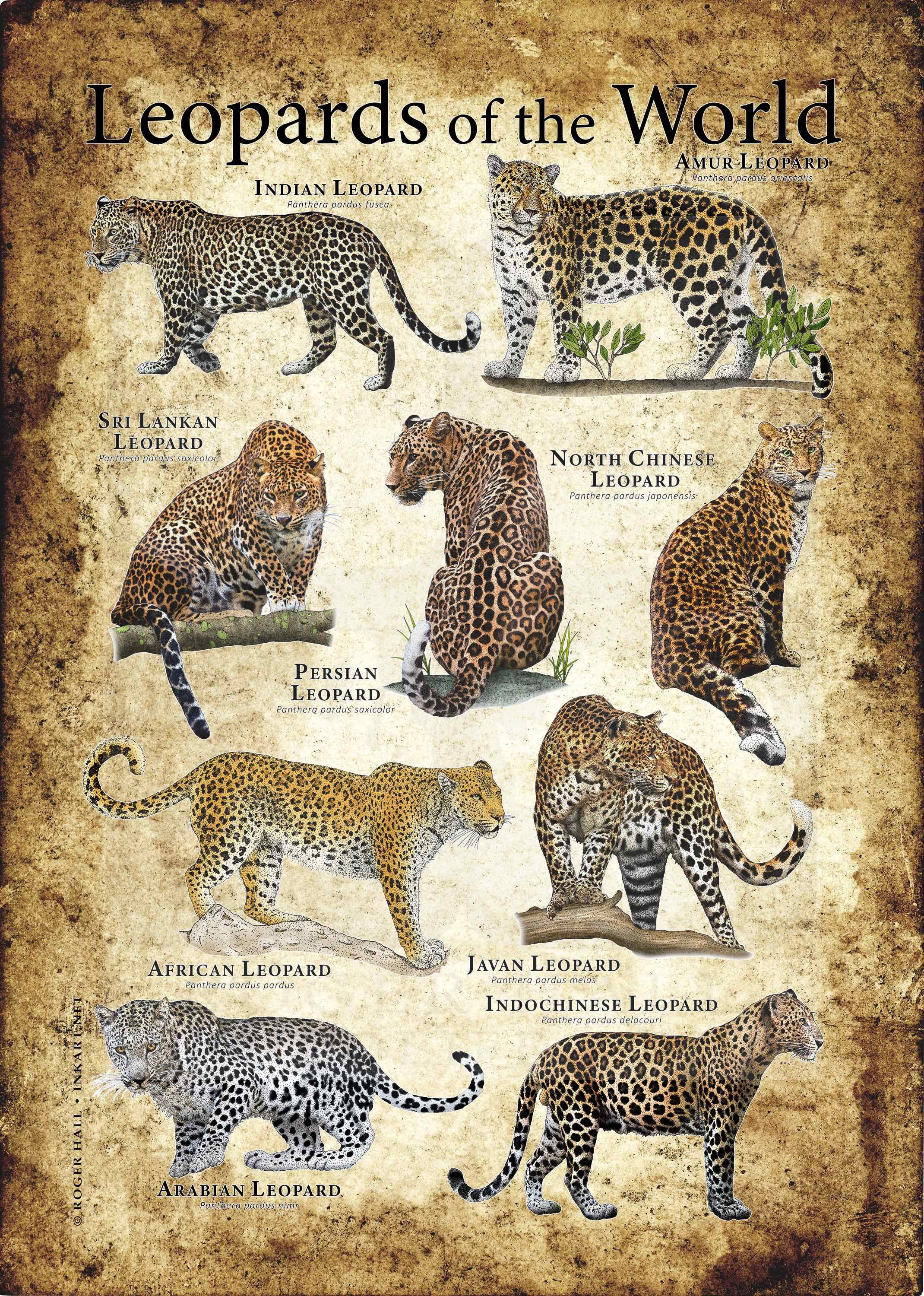Art Objects Art & Collectibles African leopard mindtek.it