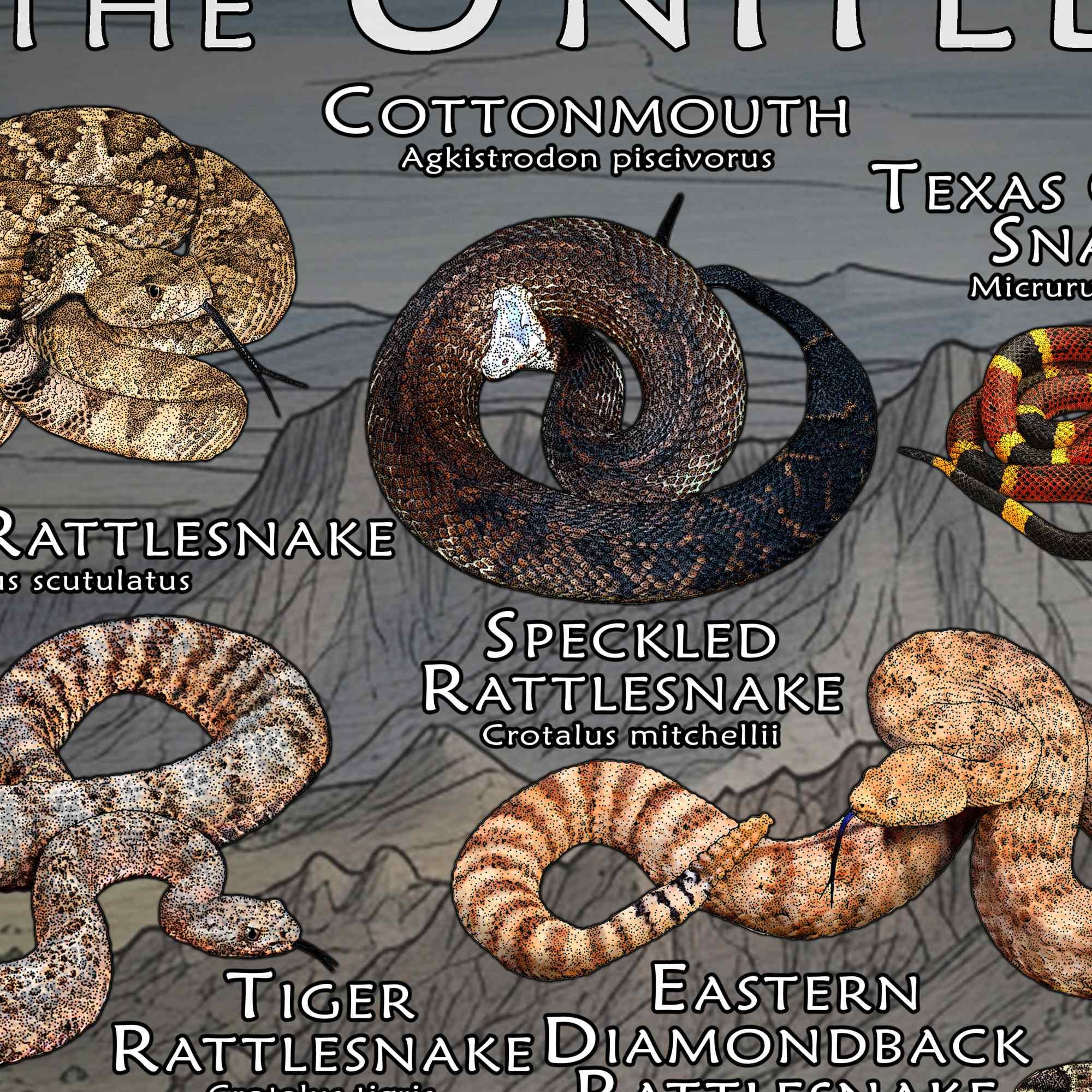Venomous Snakes of the United States Poster Print - Etsy