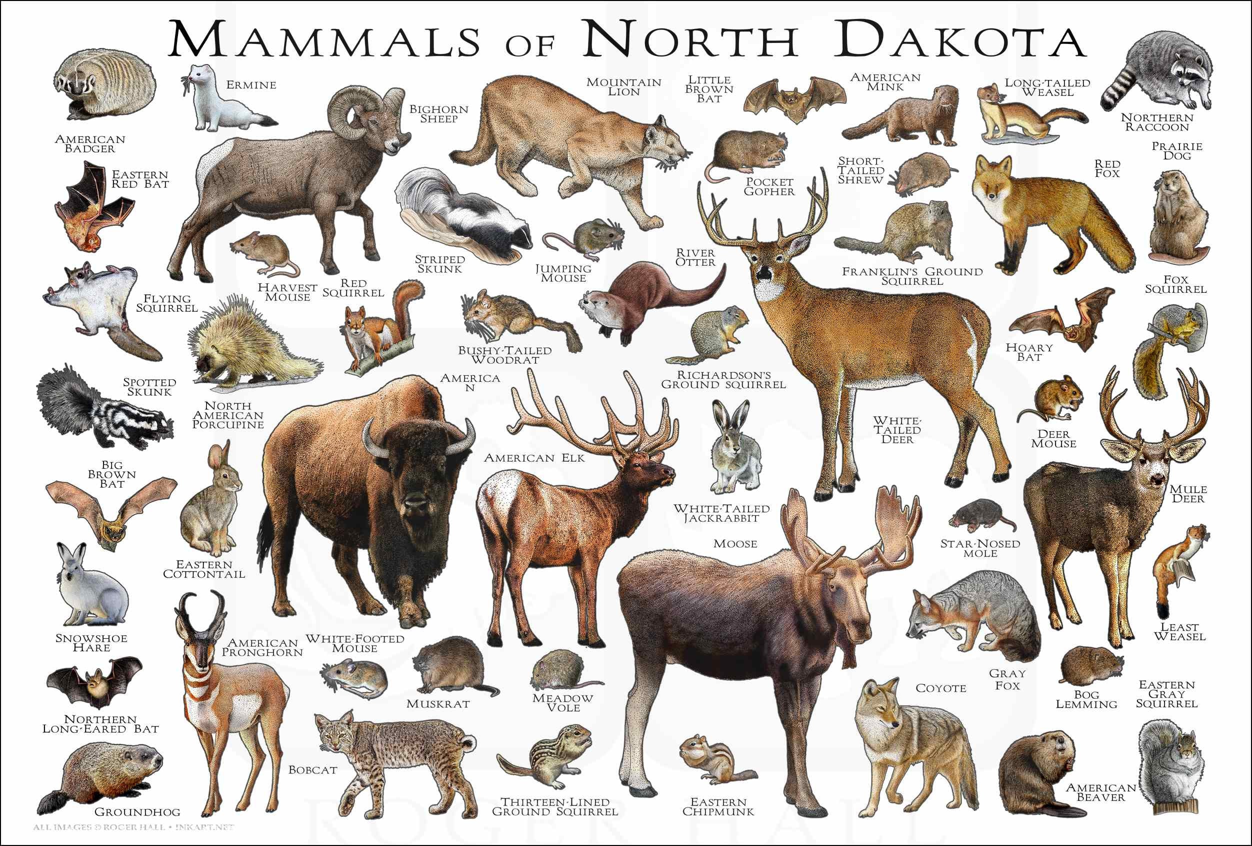 Mammals of North Dakota Poster Print / North Dakota Mammals photo