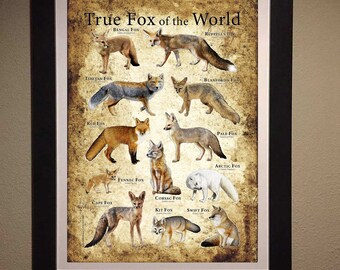 FOXページ il_340x270.2788461813_mjov.jpg