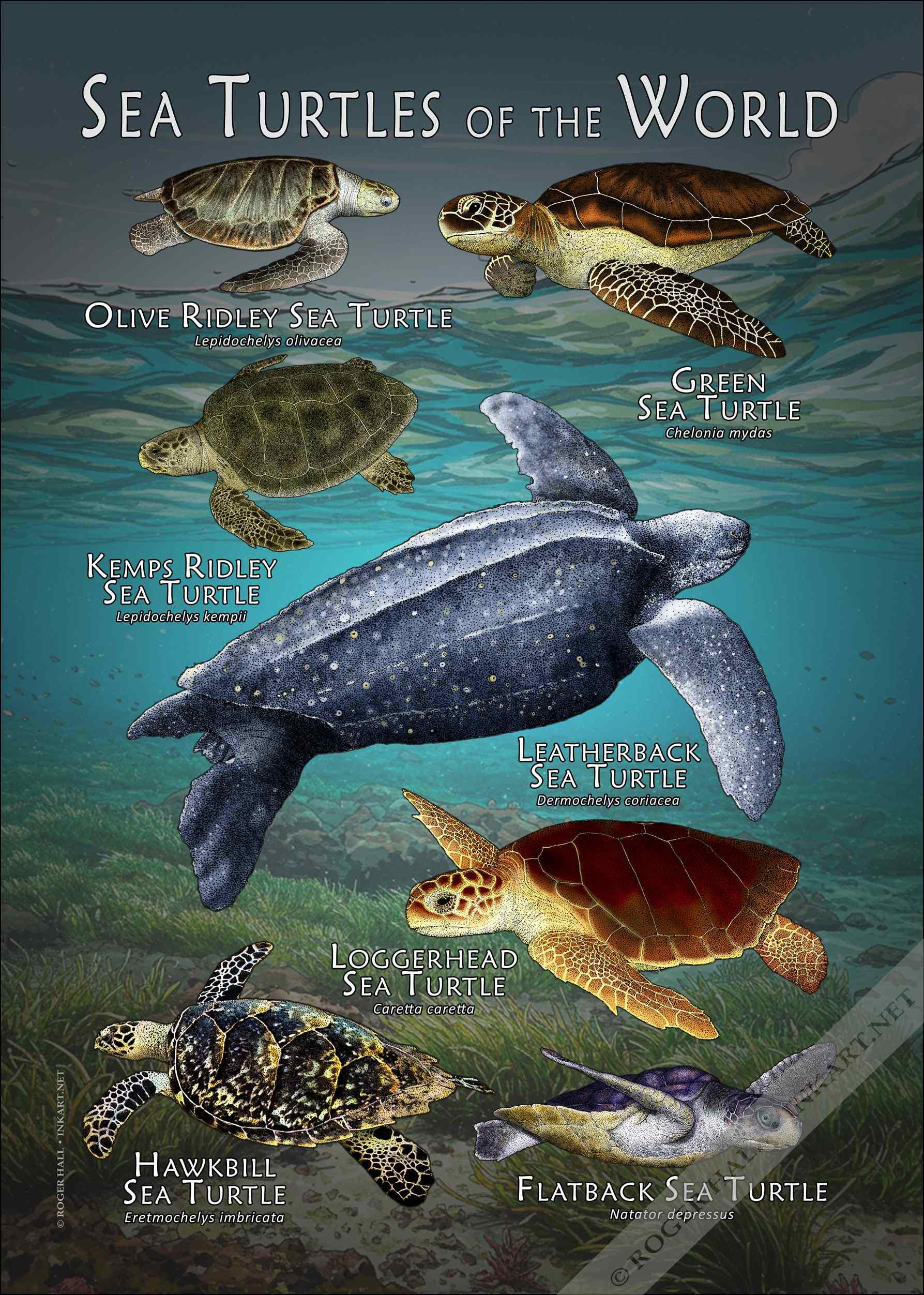 Sea Turtles of the World Poster Print - SIGNED BY ARTIST! - Etsy