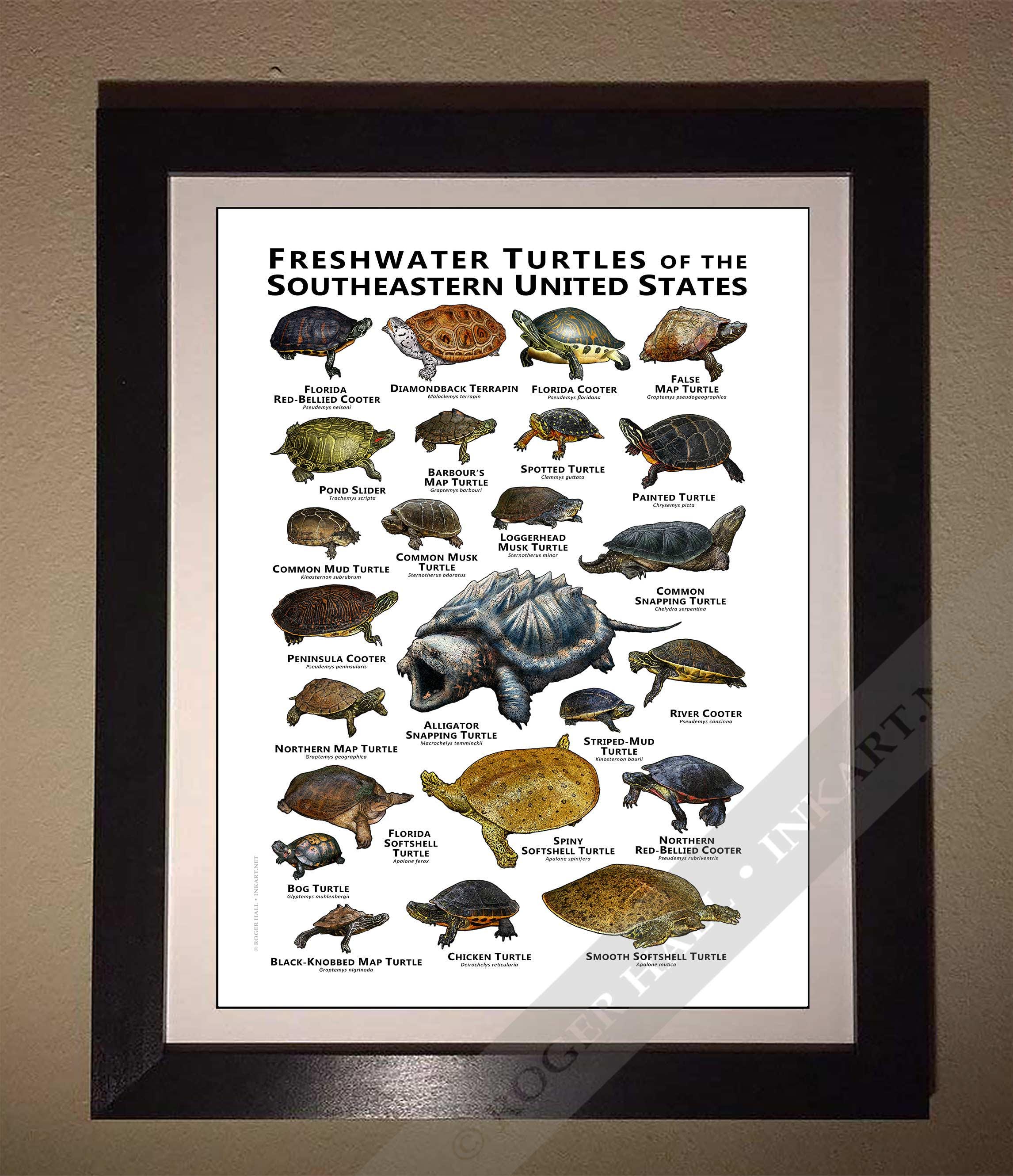 Turtle Picture Guide Freshwater Turtles of the Southeastern US Art Print / Field Guide ...