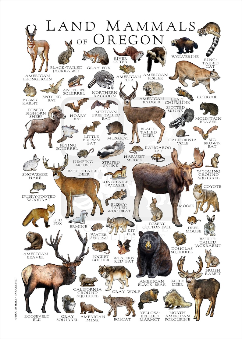 Oregon Mammals Poster Print: Wildlife Field Guide Art - Etsy