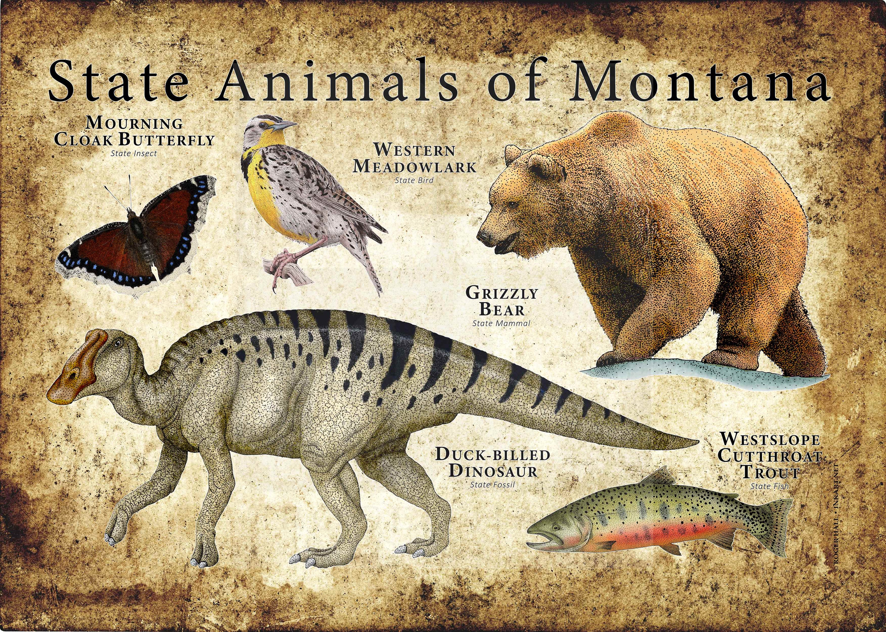 State Wildlife Categories: The Untold Story