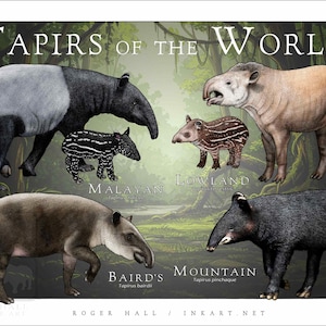 Tapirs the World Poster Print
