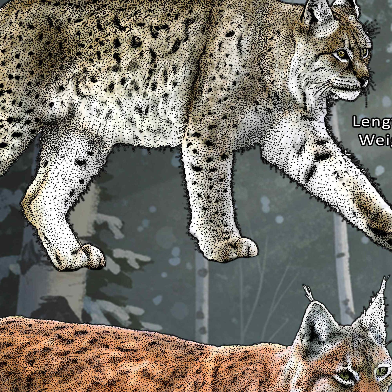 Lynx of the World Poster Print / Field Guide - SIGNED BY ARTIST! - Etsy