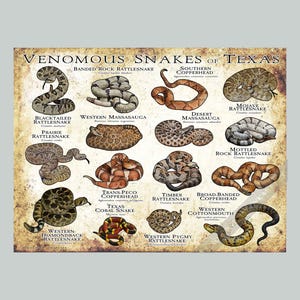 May include: A poster titled VENOMOUS SNAKES OF TEXAS featuring illustrations of various snakes including the Banded Rock Rattlesnake, Southern Copperhead, Mojave Rattlesnake, Blacktailed Rattlesnake, Western Massasauga, Desert Massasauga, Prairie Rattlesnake, Mottled Rock Rattlesnake, Trans-Peco Copperhead, Timber Rattlesnake, Broad-Banded Copperhead, Western Diamondback Rattlesnake, Texas Coral Snake, Western Pygmy Rattlesnake, and Western Cottonmouth.