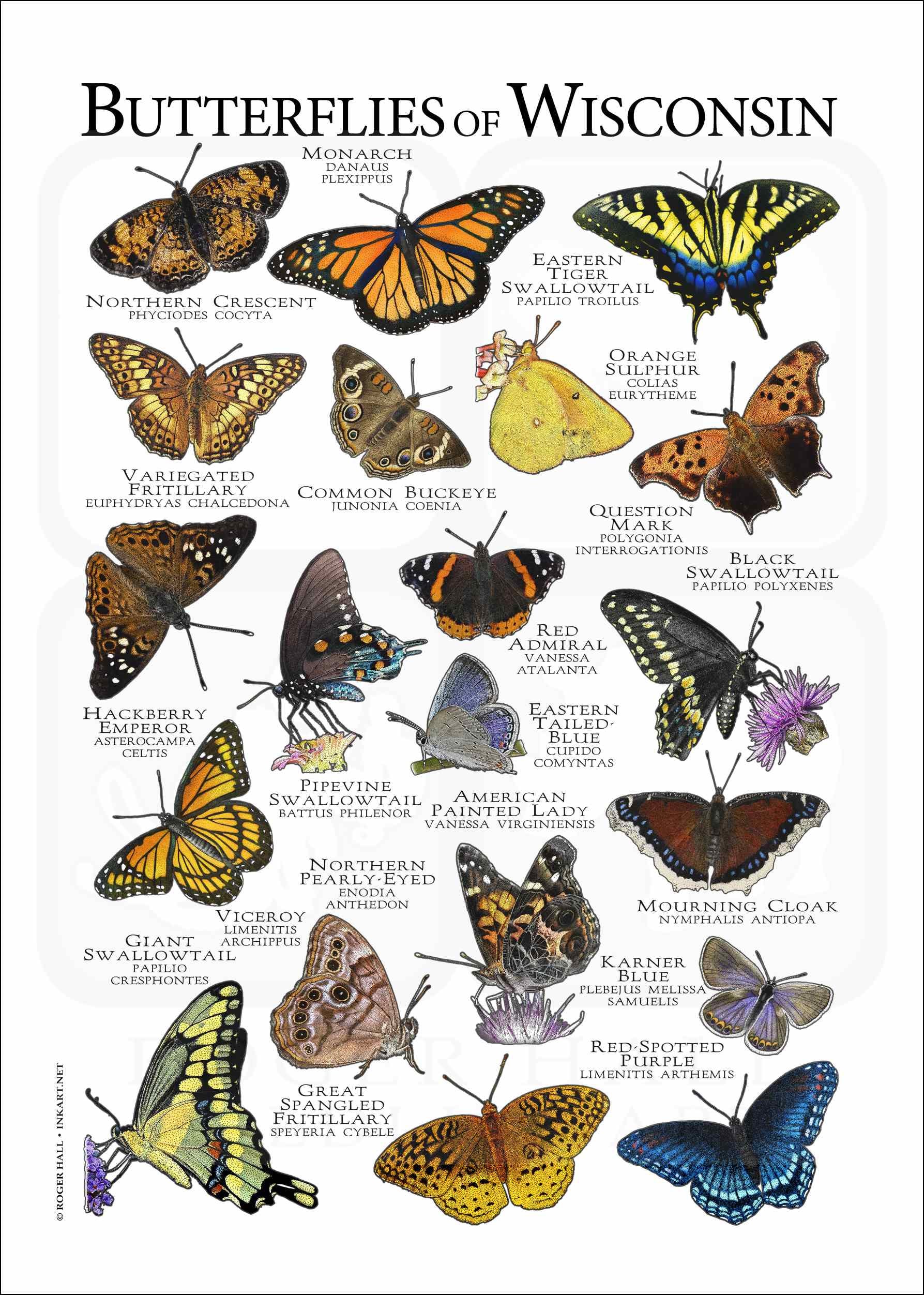 Butterflies of Wisconsin Poster Print/field Guide - SIGNED BY ARTIST ...