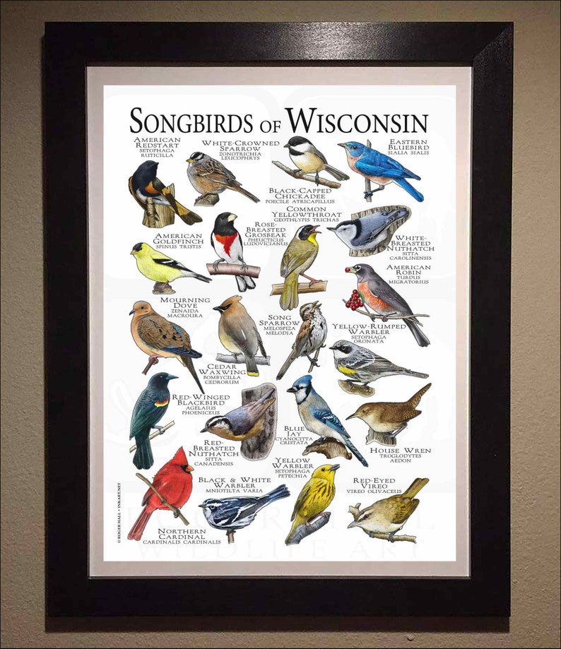 Songbirds of Wisconsin Poster Print Field Guide Etsy