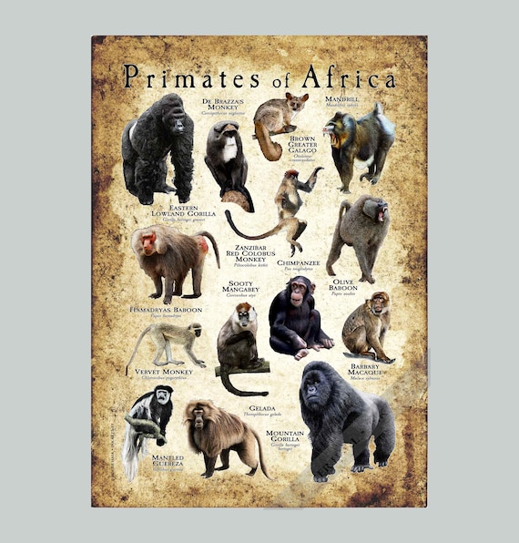 Primates of Africa Poster Print - SIGNED BY ARTIST! - Etsy