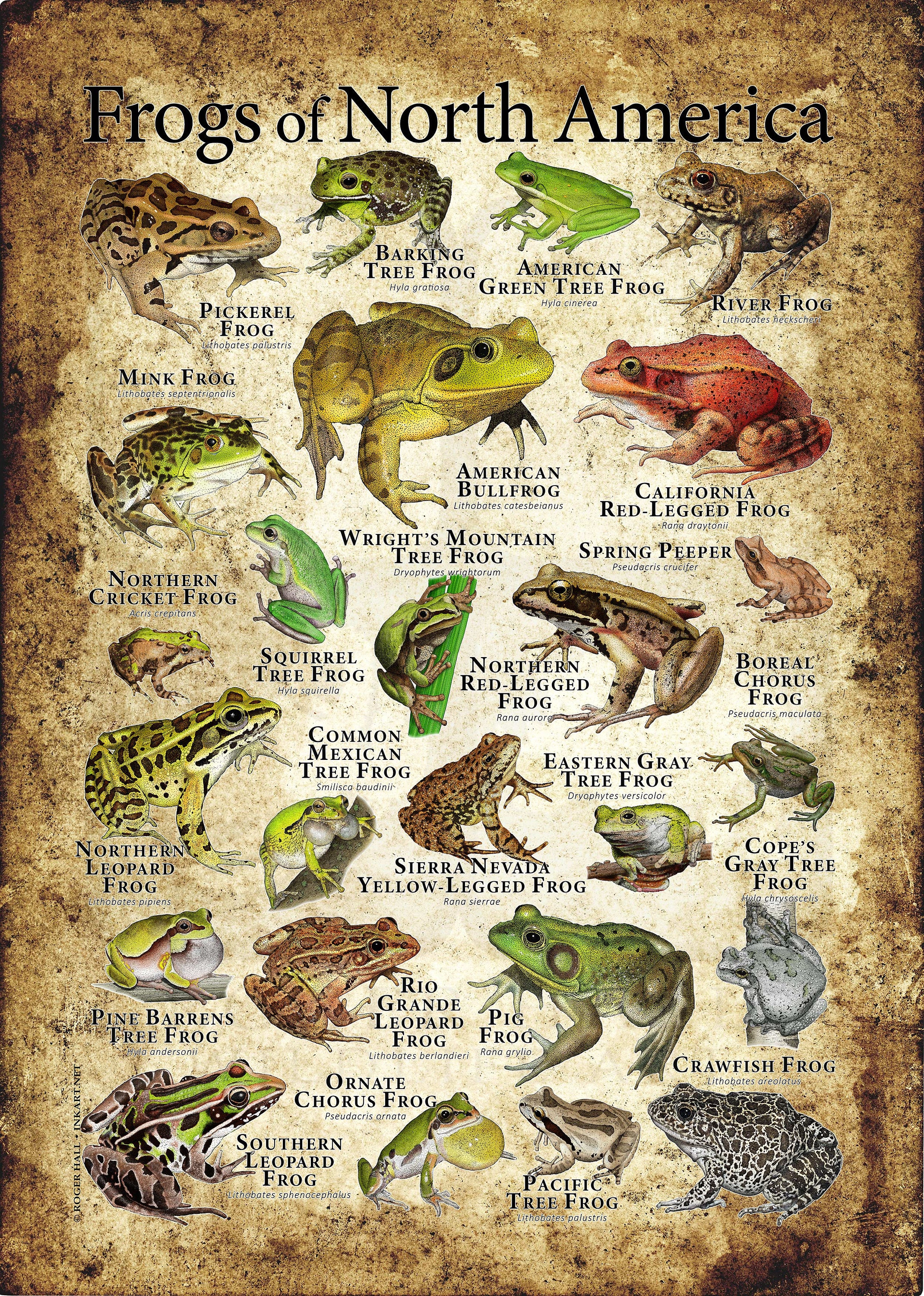 Words Art Frog Species T-Shirt Common Frog, Spring Peeper... Words Art Frog Species T-Shirt Common Frog, Spring Peeper...