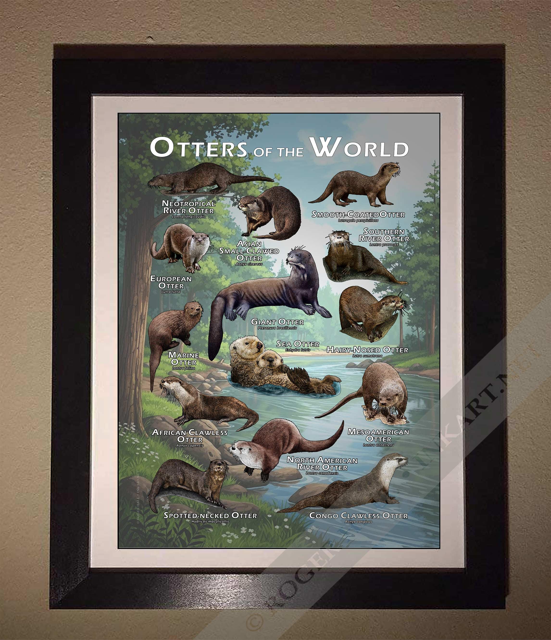 Otters of the World Poster / Field Guide - SIGNED BY ARTIST