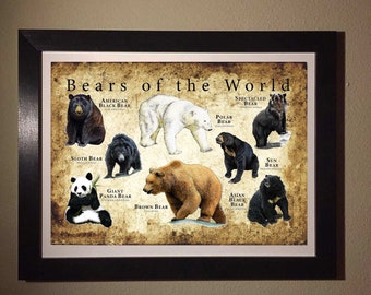 Bears of the World Poster / Field Guide - SIGNED BY ARTIST! - Etsy