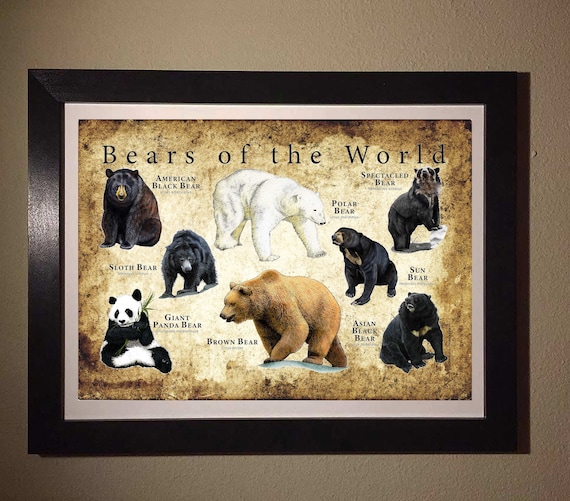 Bears of the World Poster / Field Guide - SIGNED BY ARTIST! - Etsy