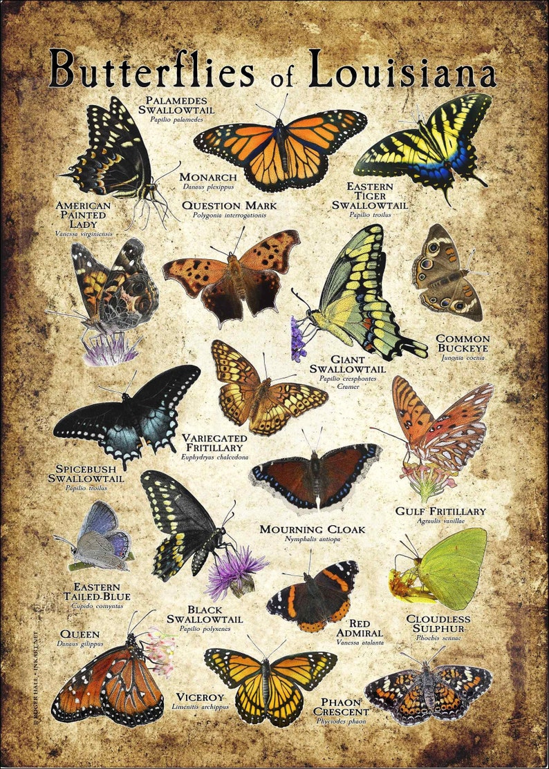 Butterflies of Louisiana Poster Print Field Guide Etsy