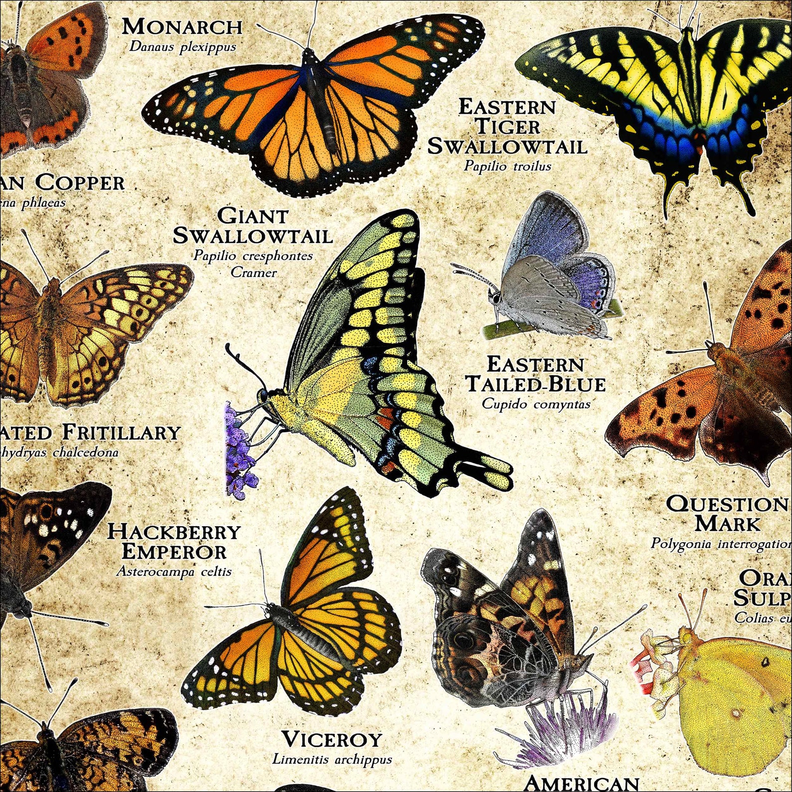 Butterflies of Minnesota Poster Print Field Guide Etsy