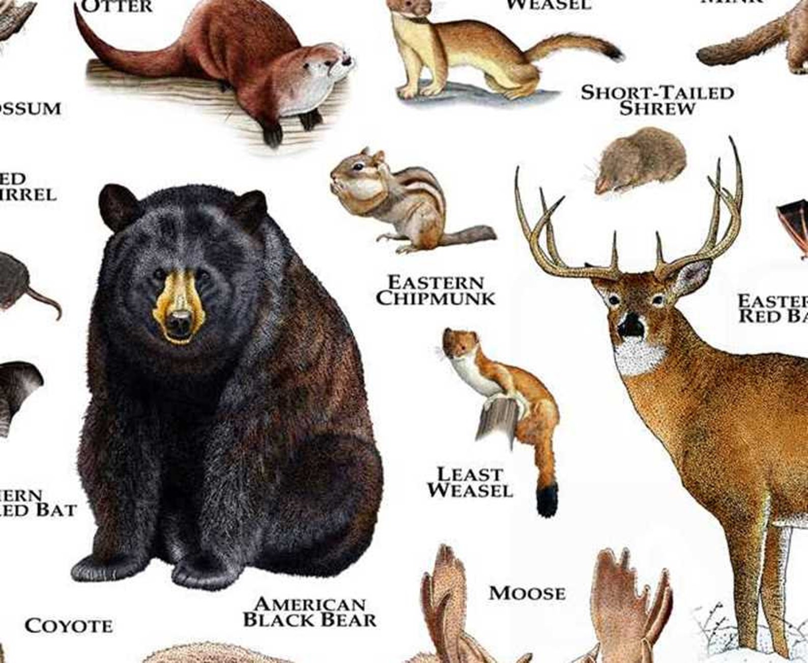 Mammals of Maine Poster Print / Maine Mammals Field Guide / Etsy
