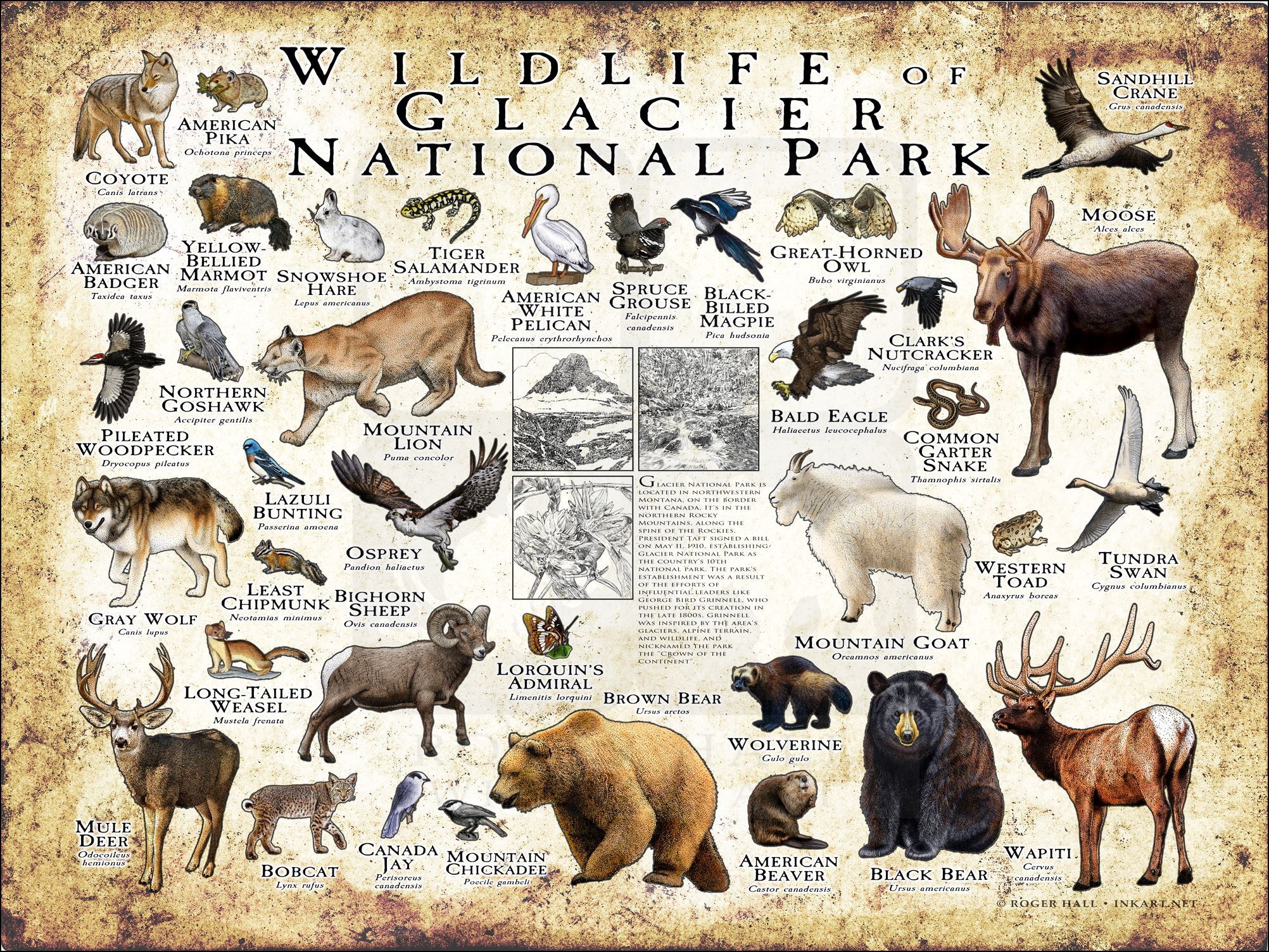 WildlifeArtbyRoger - Etsy 日本