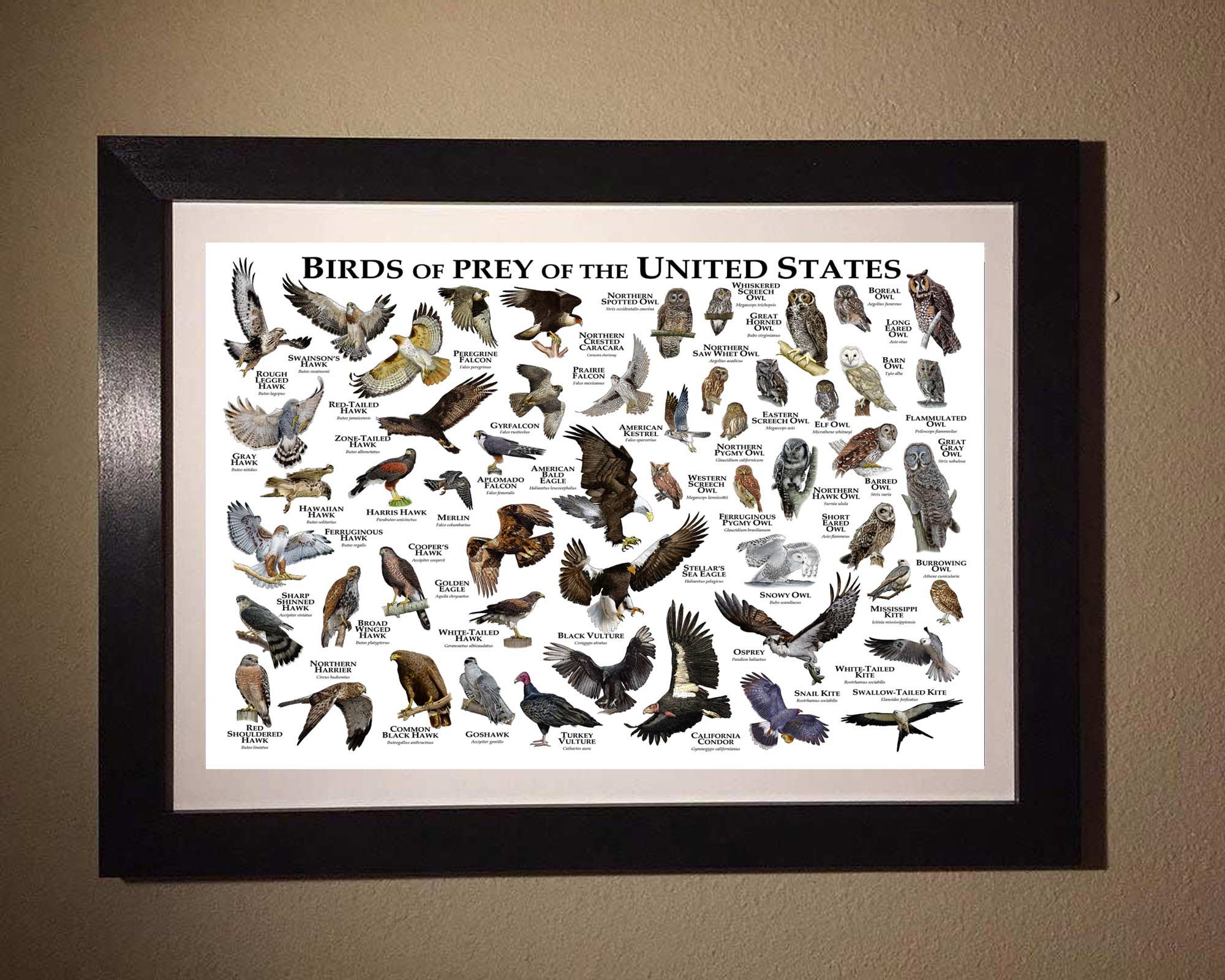Birds of Prey of the United States Poster/field Guide 