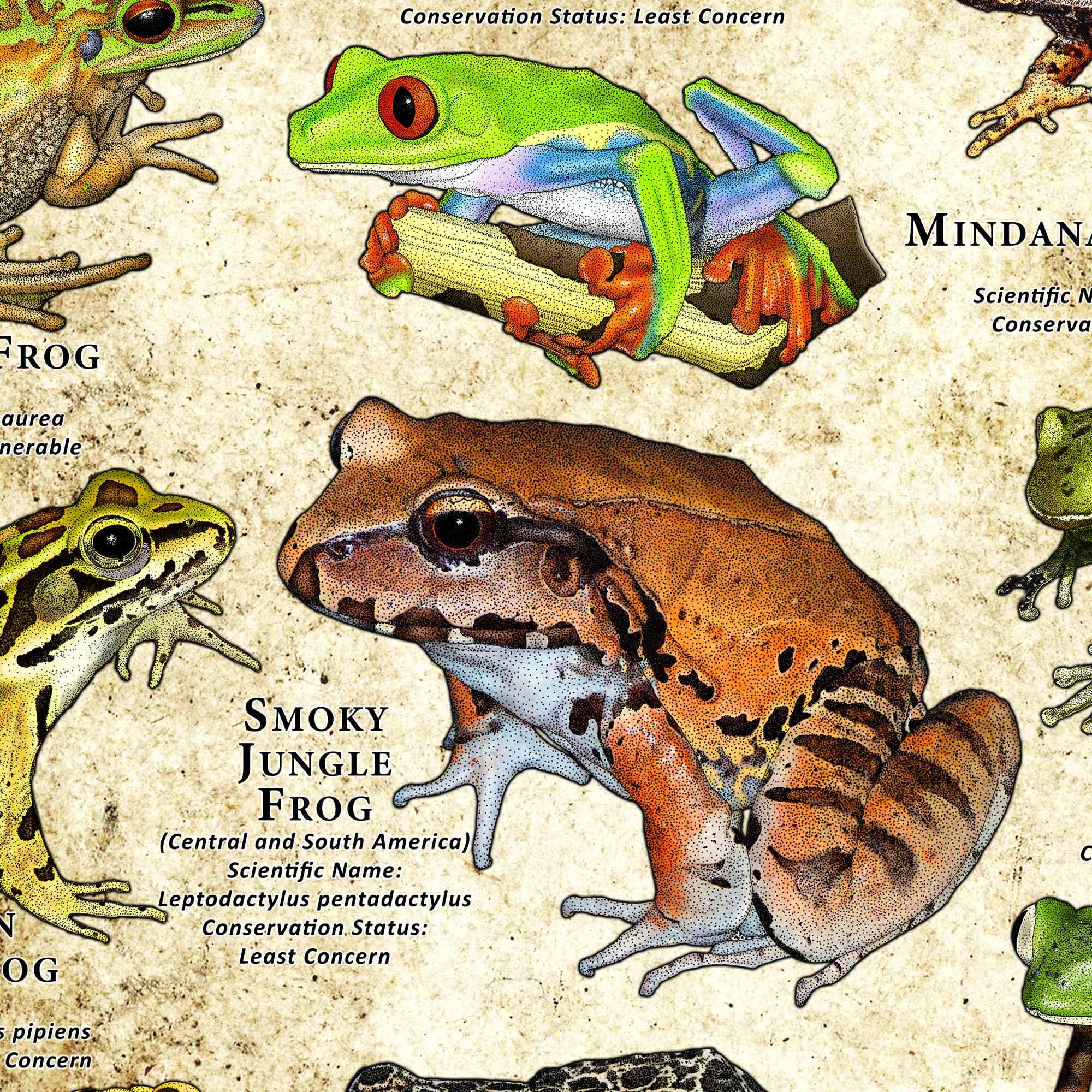 世界のカエルのポスタープリント - アーティストのサイン入り! - Etsy 日本