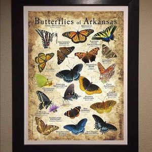 Butterflies of Arkansas Poster Print Field Guide - Etsy