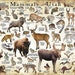 see more listings in the Mammals of United States section