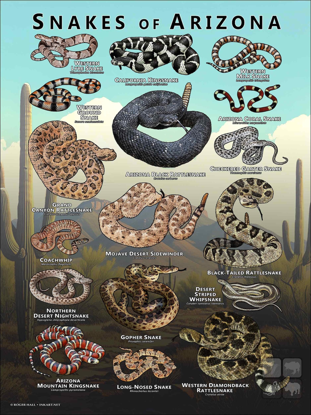 Snakes of Arizona Poster Print /field Guide - SIGNED BY ARTIST! - Etsy