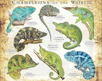 Chameleon X-ray Strange Weird Print Number 32 A4 New Ancient Art Picture Poster
