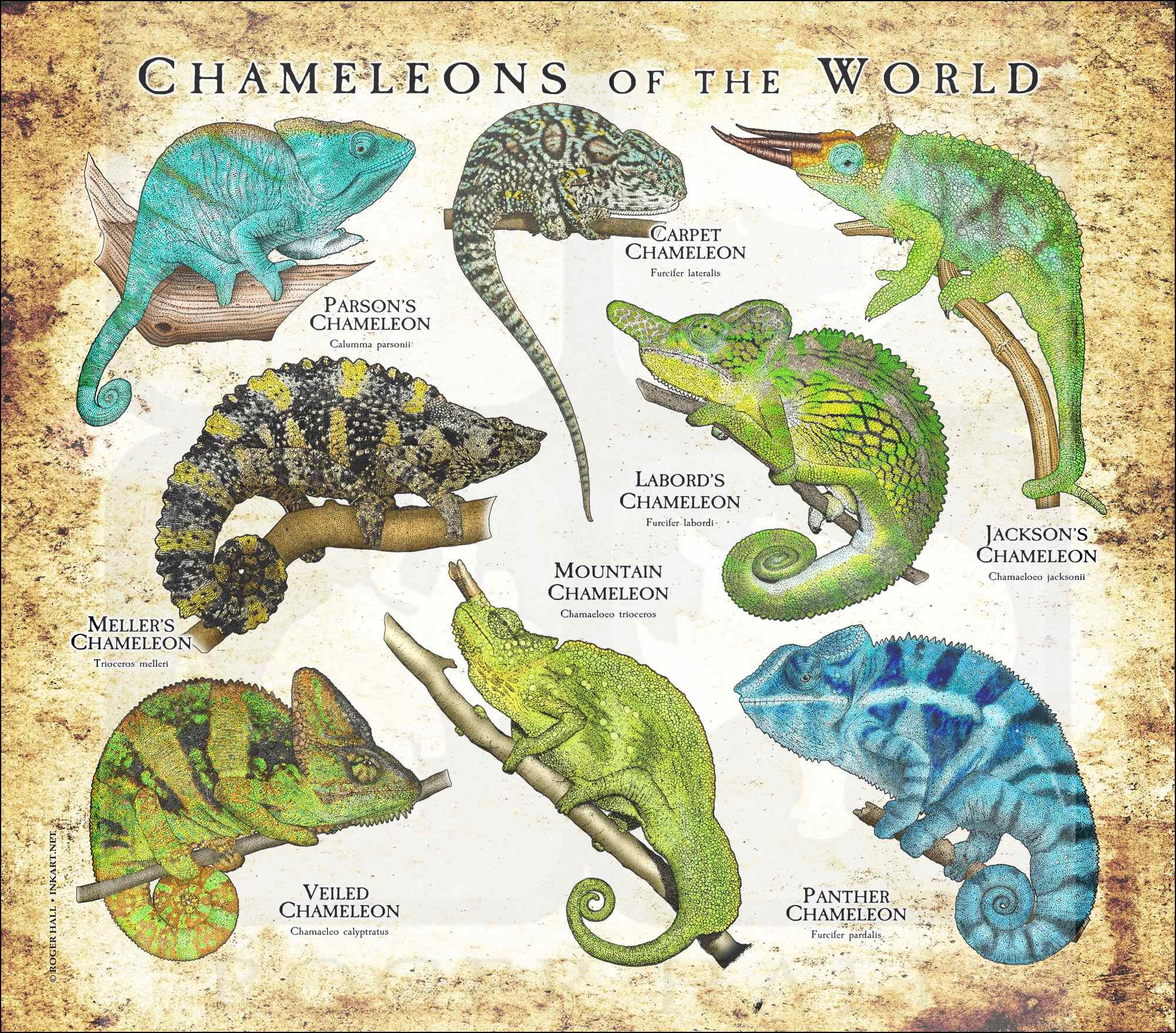 Chameleons on the World Poster Print - SIGNED BY ARTIST! - Etsy