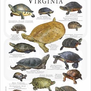 Turtle Types Va Freshwater Turtles of Virginia Poster Print/field Guide - SIGNED BY ...