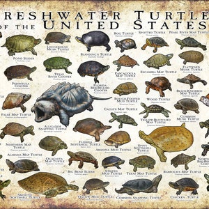 Freshwater Turtles of the United States Art Print / Field Guide Antique
