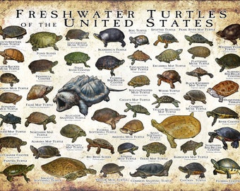 Freshwater Turtles of the United States Art Print / Field Guide - SIGNED BY ARTIST