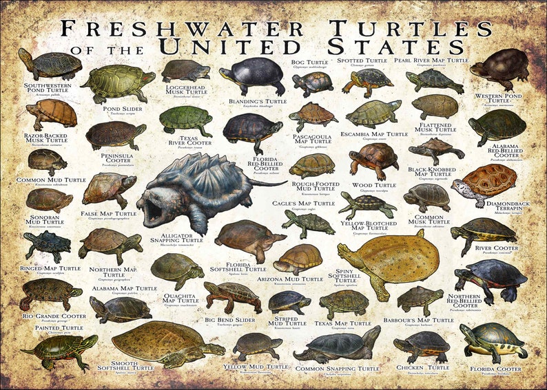 Freshwater Turtles of the United States Art Print / Field Guide Antique